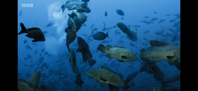 Camouflage grouper (Epinephelus polyphekadion) as shown in Blue Planet II - Coral Reefs